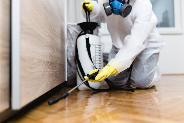 Best Wasp Removal Services  in Timberville, VA