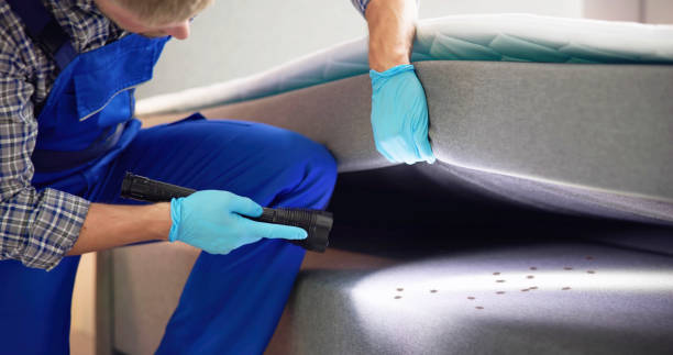 Best Wasp Removal Services  in Timberville, VA