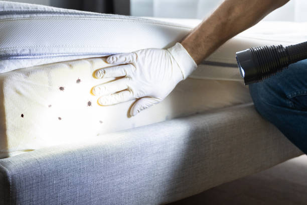 Best Pest Control Near Me in Timberville, VA