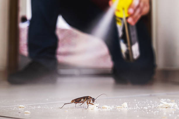 Best Insect Control  in Timberville, VA