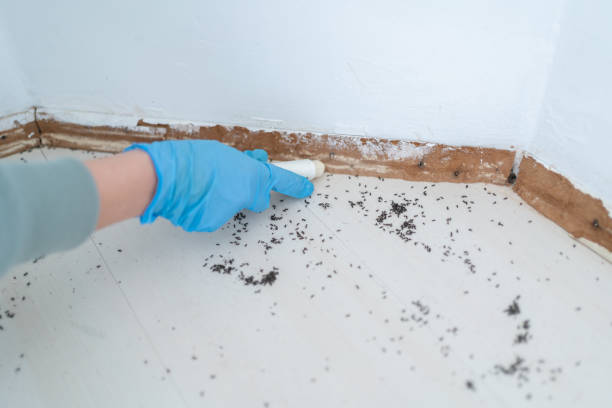 Best Mosquito Control Services  in Timberville, VA